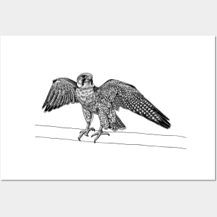 Lanner falcon bird of prey ink illustration Posters and Art